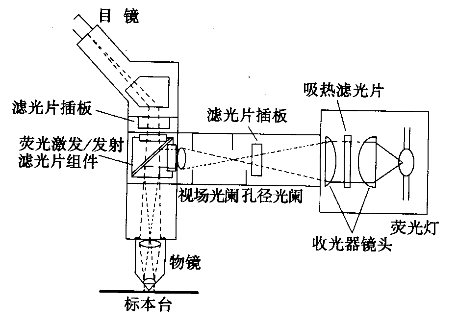 熒光顯微鏡原理圖，激發(fā)濾板和壓制濾色系統(tǒng)